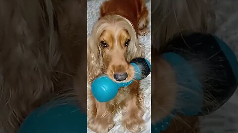 #dogshow , #amimals , #dogs , #shorts