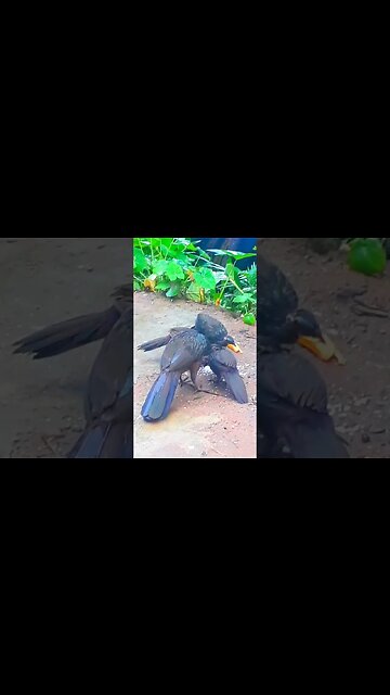 Jacu e seus filhotes em busca de alimentos