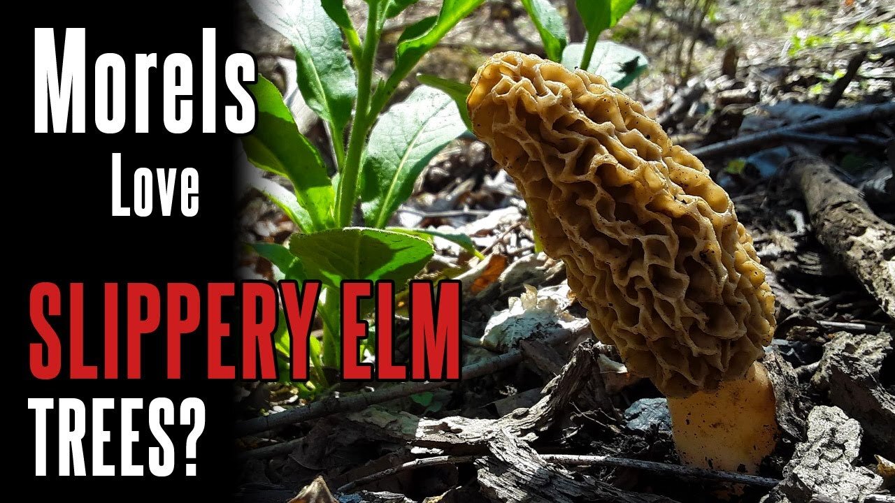 Morel Tree #1: Slippery Elm (2021) | Identifying Trees in Morel Season | Foraging in Appalachia