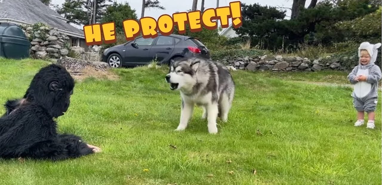 Malamute Protects From Giant Monkey Prank!! (And Even The Cat Too!)