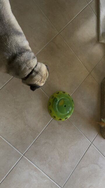 Pug Problems in Paradise Part 2- 4K