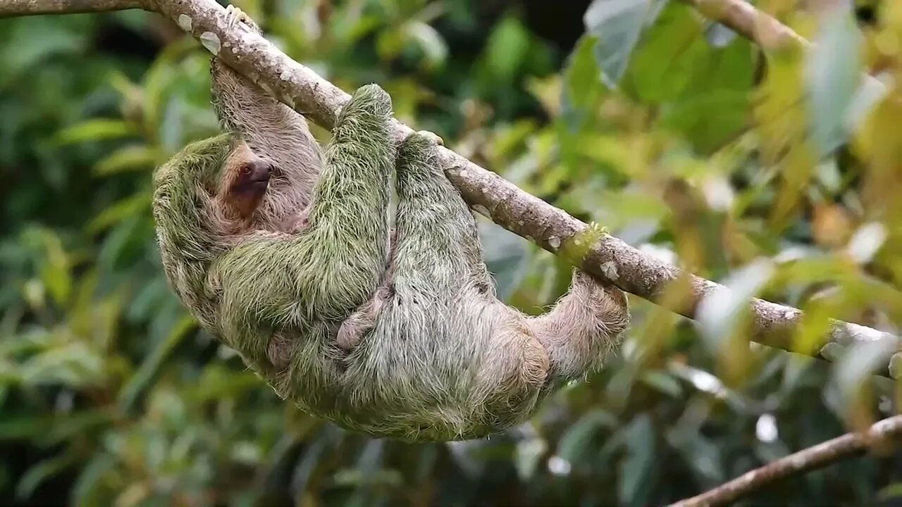 What a cute animal mother climbing a tree with her baby
