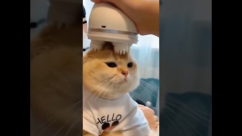 Cats: Funny Videos ( try not to laugh )😂