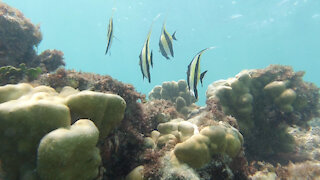 Snorkeling in Hawaii - Beautiful Lanikai - Experience Oahu