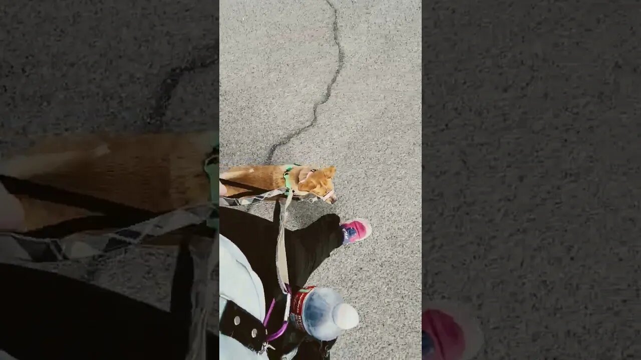 Walking dogs #servicedogintraining #walking #dog