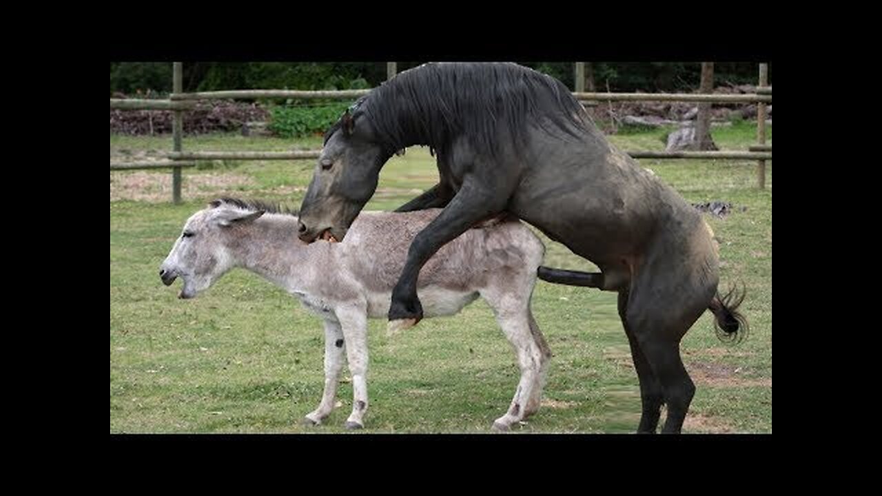 Horse Enjoying With Donkey