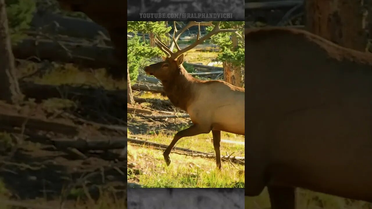 Bow Hunting Bull Elk In Colorado! (Archer's Choice - 2011)