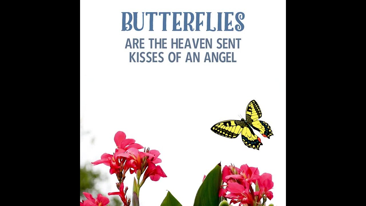Butterflies [GMG Originals]