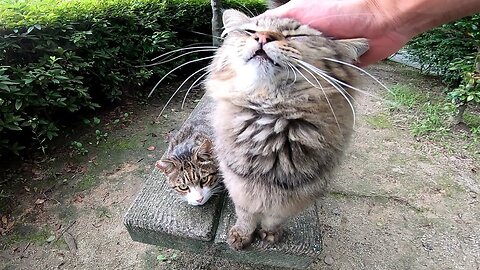 When I went to a stray cat sleeping on the bench, the stray cat was awake with pleasure