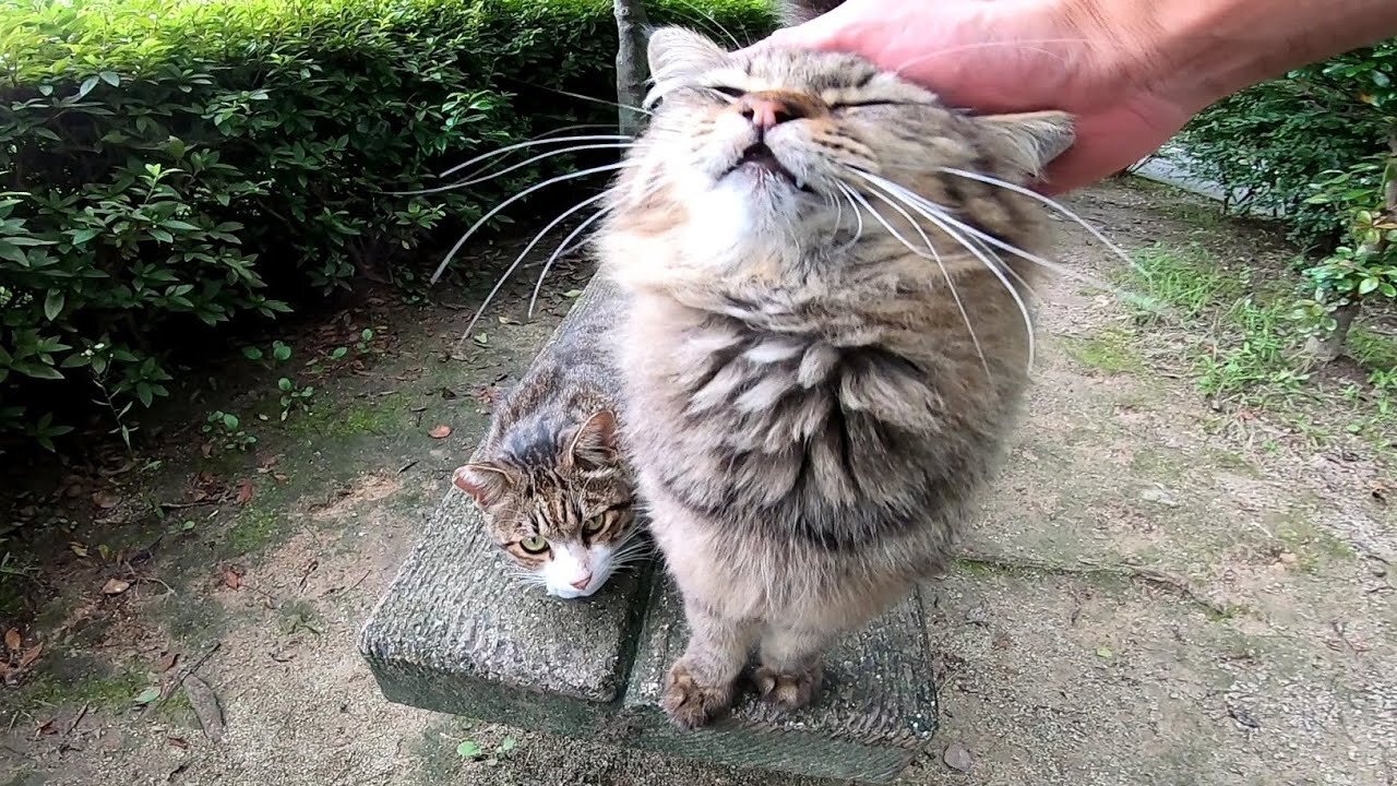 When I went to a stray cat sleeping on the bench, the stray cat was awake with pleasure