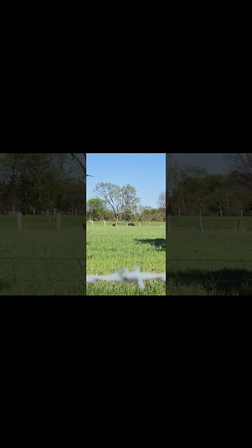 buffalo at Veldheer Tulip Gardens