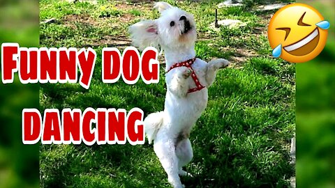Funny Dog Dancing Compilation 2021–Try Not To Laugh 🤣