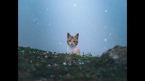 Ever seen cats talking? These cat can speak English better than some people!!!