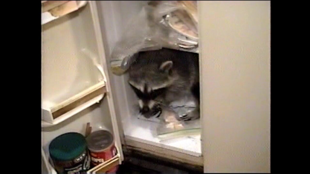 Pet Coon raids freezer and helps himself to a frozen fish