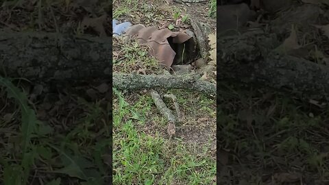 that's a huge stick #shorts