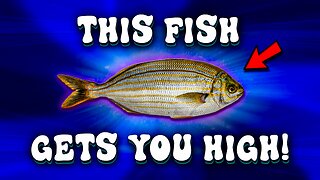 𝗦𝗮𝗿𝗽𝗮 𝗦𝗮𝗹𝗽𝗮 - The Hallucinatory Fish That Makes You TRIP BALLS!