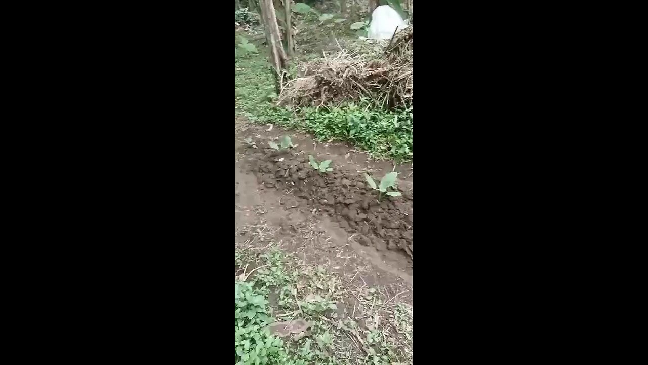 eggplant planting