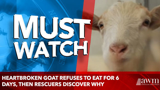 Heartbroken Goat Refuses To Eat For 6 Days, Then Rescuers Discover Why