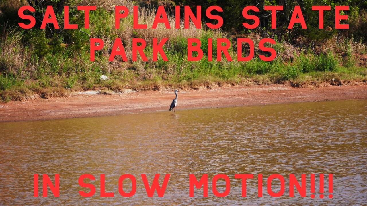 SALT PLAINS STATE PARK BIRD WATCHING / Slow Motion Birds Flying!!!