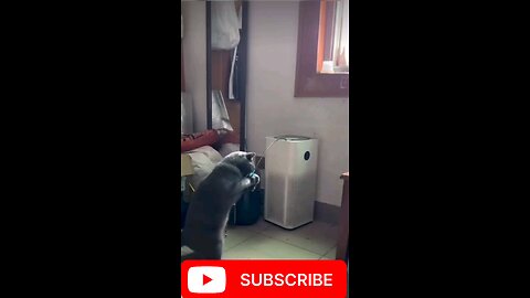 funny animal videos