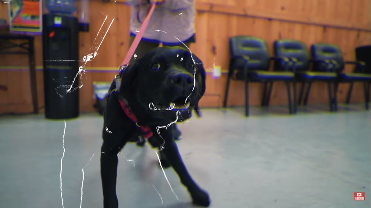 This is how you teach your out of control dog good manners