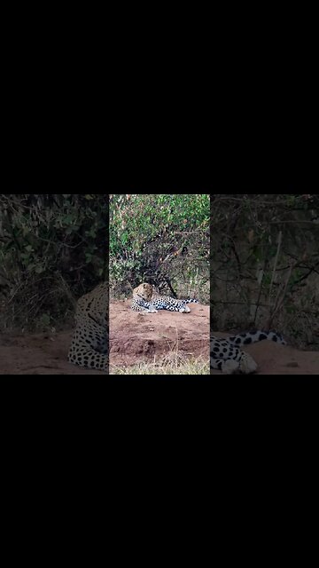 Leopard Grooming #Wildlife | #ShortsAfrica