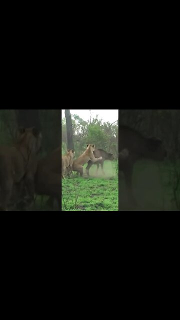 Better Luck Next Time Lions! | #shorts #shortsafrica #septdailyshorts