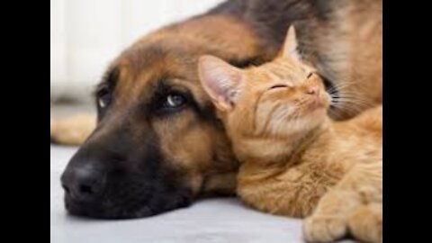 Train Your Dog to Stop Tormenting Your Cat - They Can Be Friends!