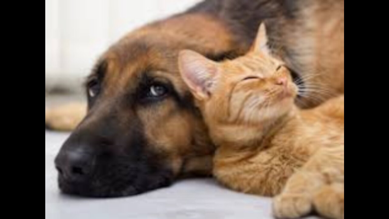 Train Your Dog to Stop Tormenting Your Cat - They Can Be Friends!