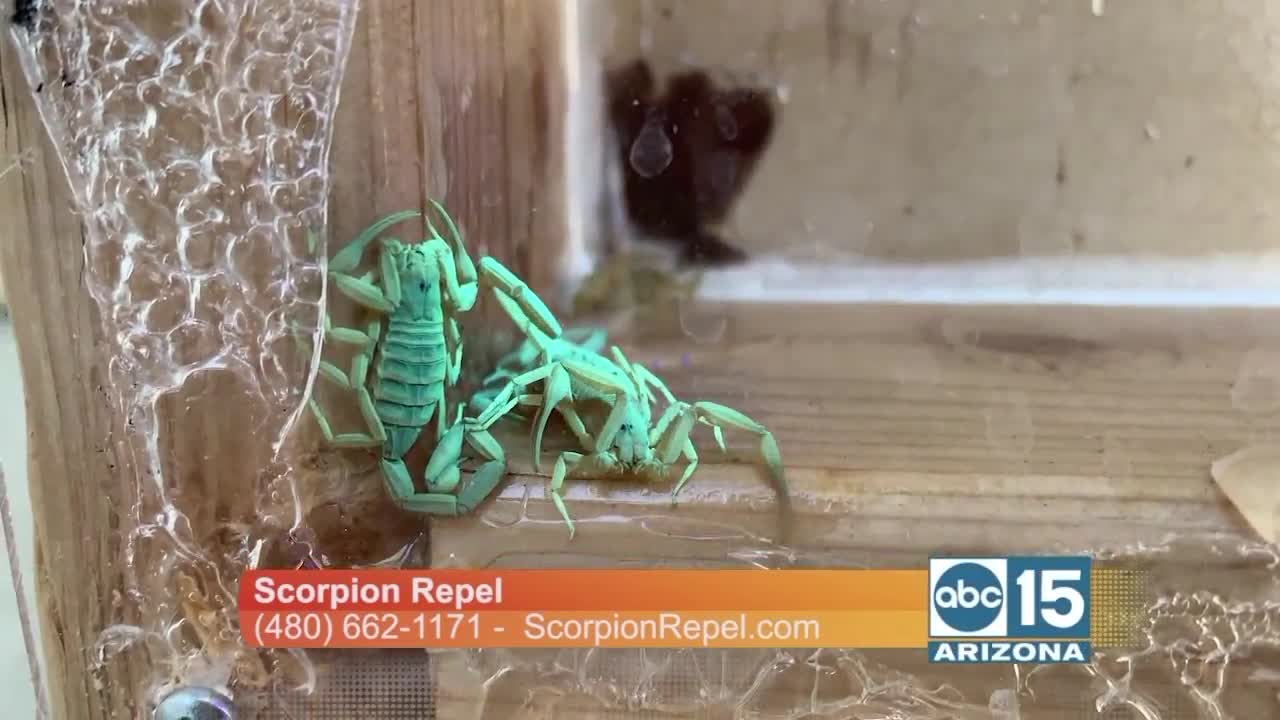 Scorpion Repel shows how they can help keep scorpions from entering your home for up to 3 years!