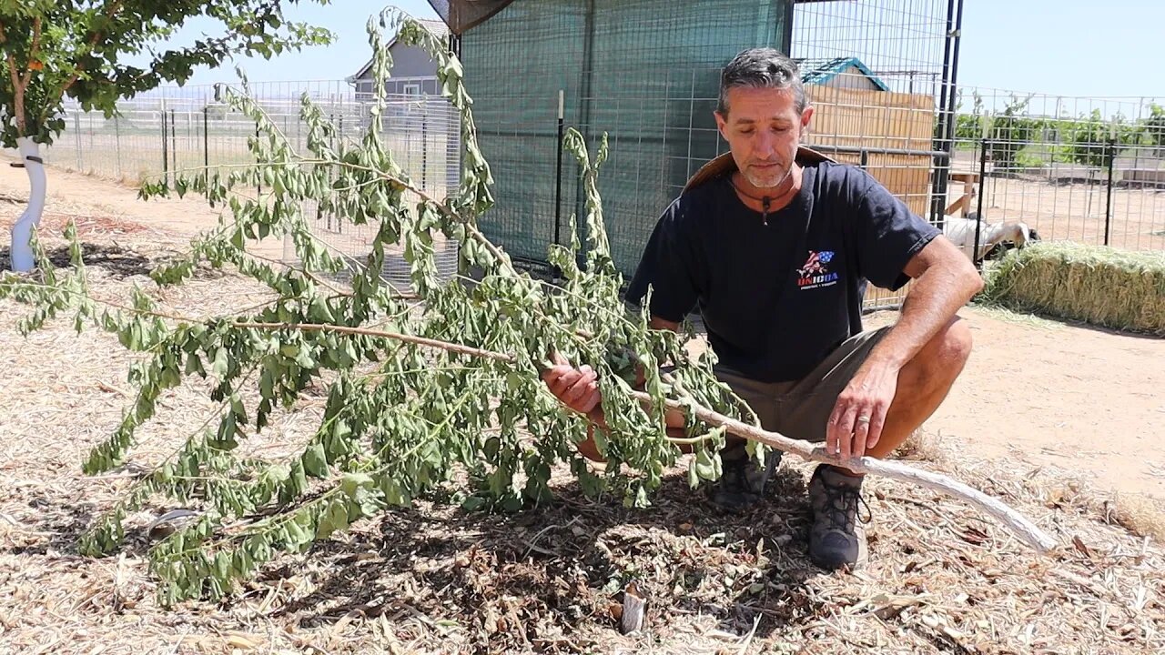 The Tree Just Snapped! | Soil Building is Paying Off