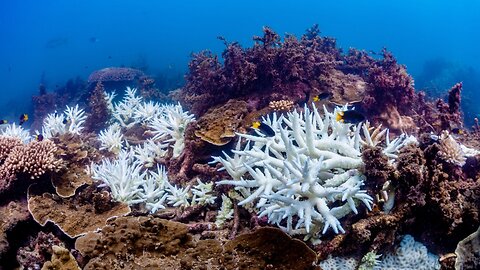 Coral Bleached Along Entirety Of Great Barrier Reef For The First Time