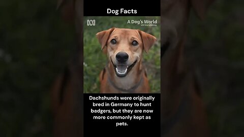 Dog Facts #shorts #youtubeshorts #dog #facts