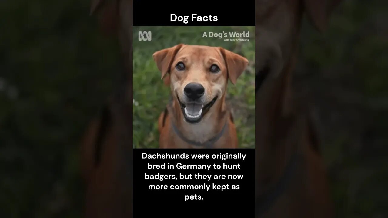 Dog Facts #shorts #youtubeshorts #dog #facts