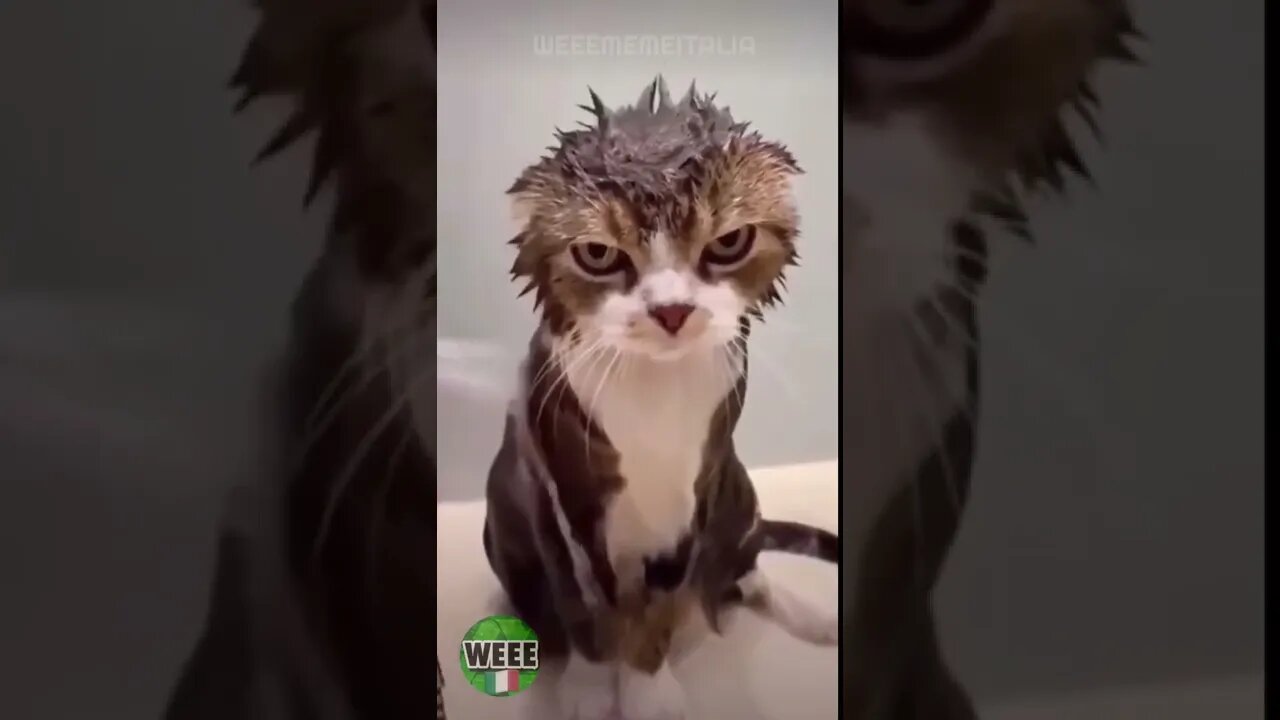 I believe that cat😂 Try not to laugh - funny cats | Pet Lover's Zone #shorts