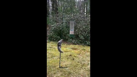 Funny special