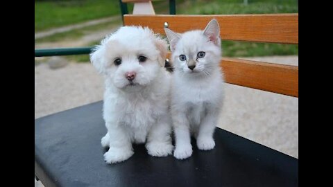 Chat drôle compilation vidéo chat mignon 2020