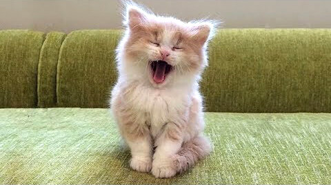 Best Funny Cats, Dogs and Pets Compilation - OMG Super Cute