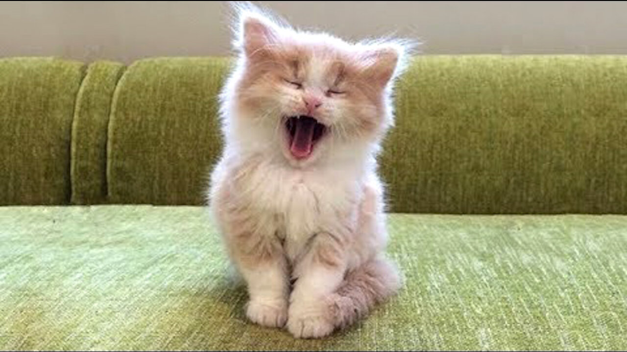 Best Funny Cats, Dogs and Pets Compilation - OMG Super Cute