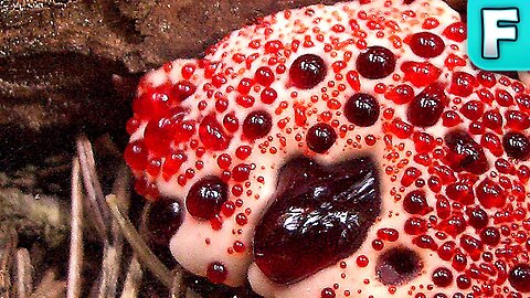 Bleeding Tooth Fungus