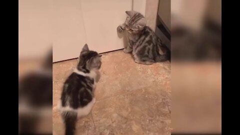 funny baby cats - speaking ,playing , funnying