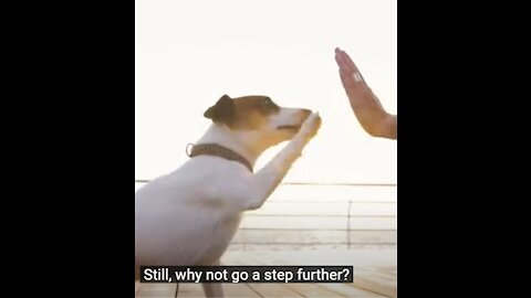 Dog Training – TOP 10 Essential Commands Every Dog Should Know!
