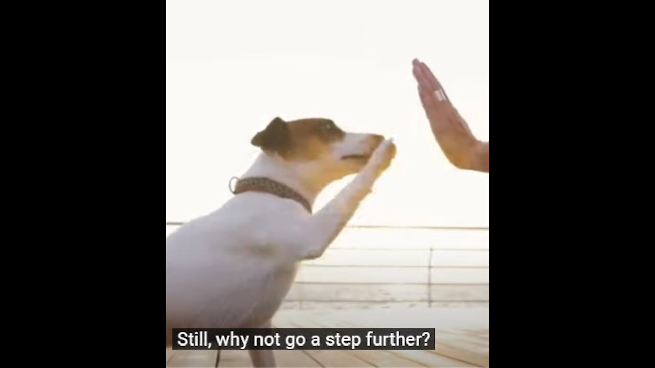Dog Training – TOP 10 Essential Commands Every Dog Should Know!