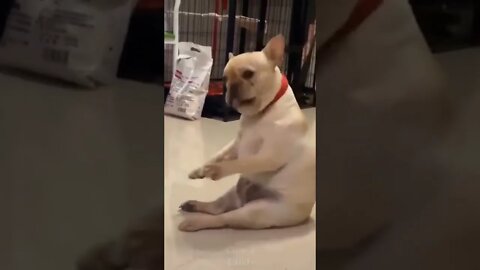 Dogs are hilarious #shorts
