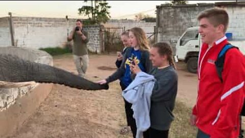 Elephant slams trunk against teen's face