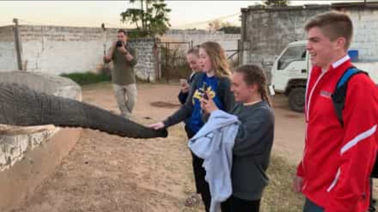 Elephant slams trunk against teen's face