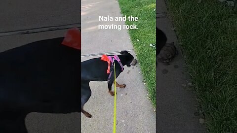 Majestic #doberman vs. moving rock. #like #viral #subscribe #shorts #short #turtle