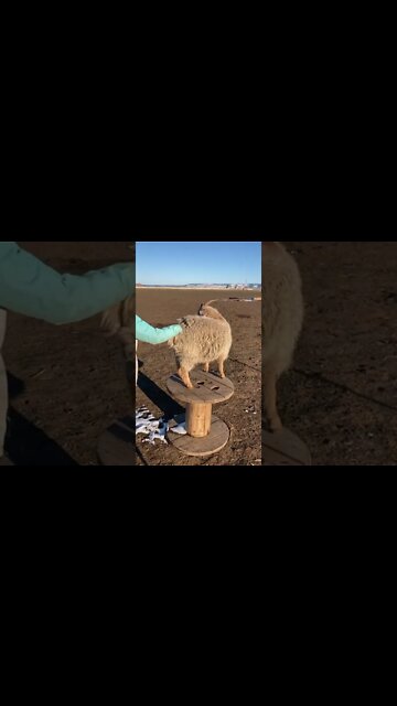 🐐Vanilla Ice goat goat baby😅