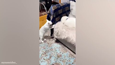Funny cat and dog video