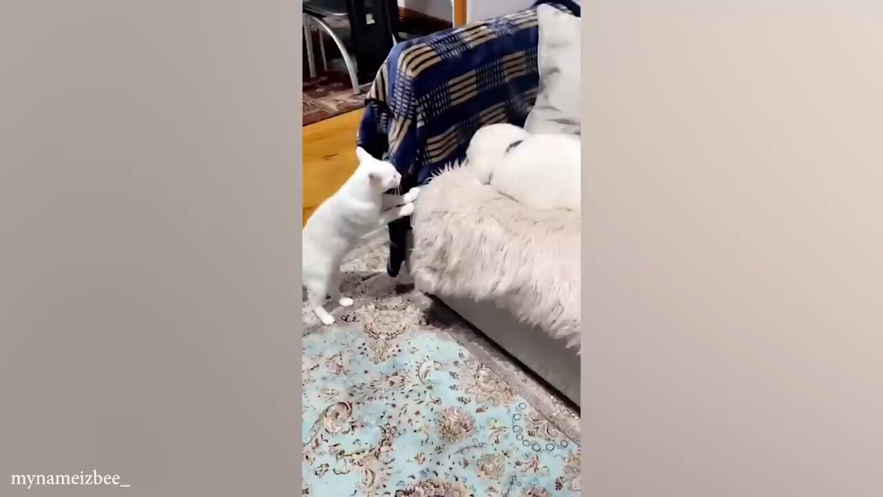 Funny cat and dog video